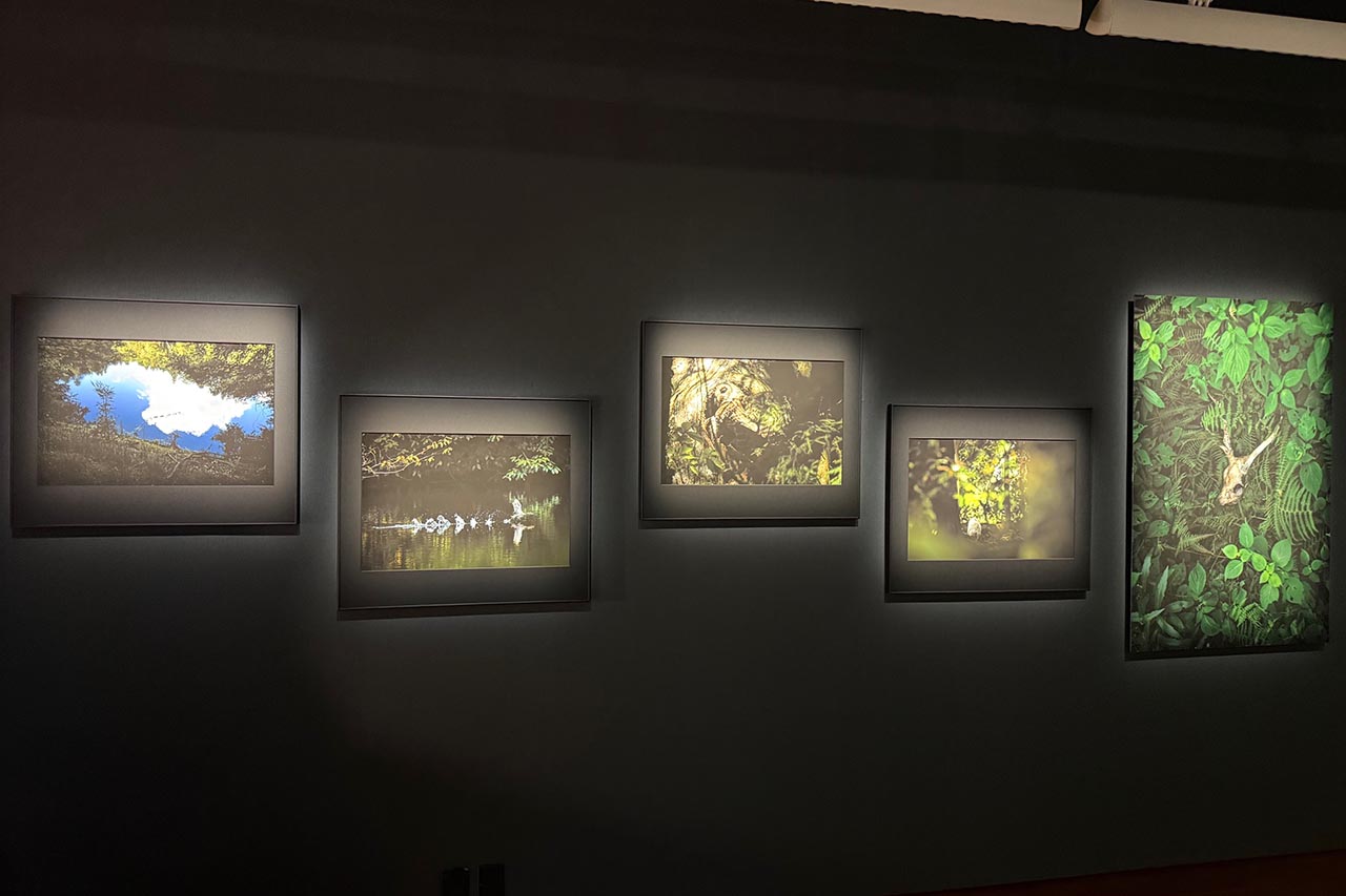 画像1: 佐藤和斗 写真展「生き物たちの暮す森」はキヤノンギャラリー銀座で好評開催中!11月8日(土)まで。キヤノンギャラリー大阪では12月9日(火)~12月25日(木)に開催!