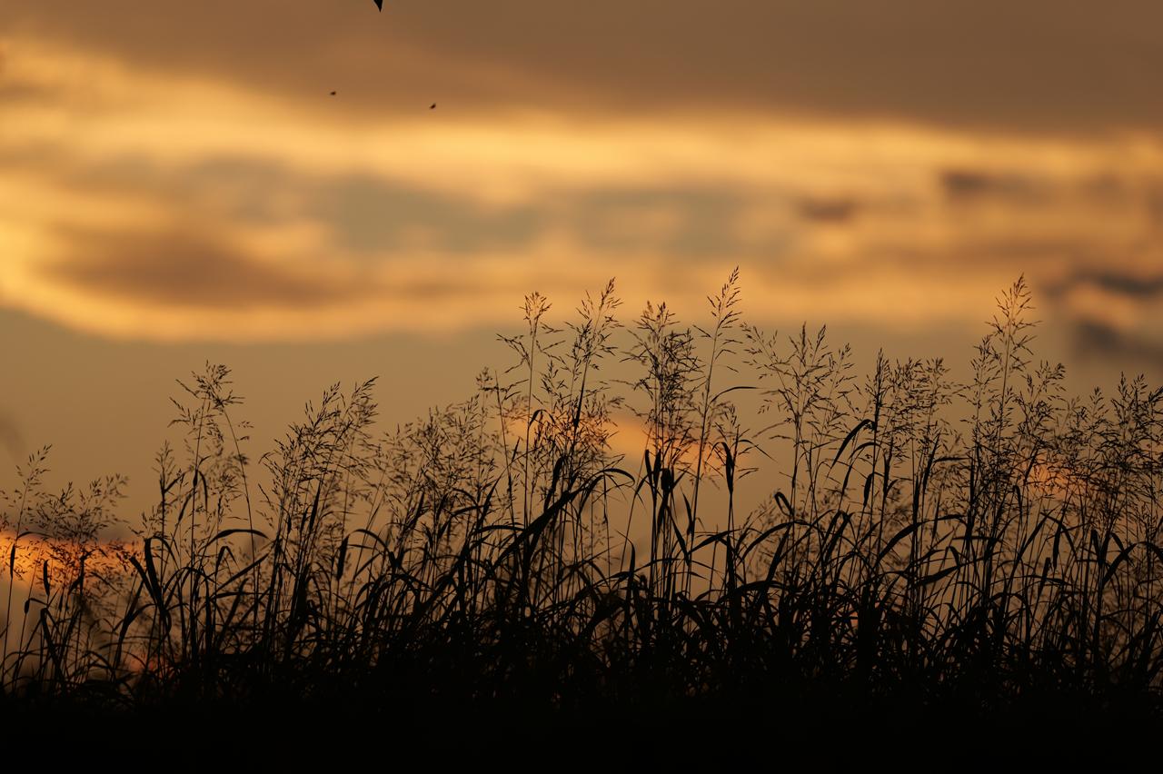 画像: 以前から撮りたかったシーン。大口径望遠レンズの隠れた魅力に、なかなか画にならないシーンでも魅力的に魅せてくれる側面がある。このシーンはまさにそれ。望遠の圧縮感と大きく穏やかなボケによる独特な遠近感。この雰囲気は70-200mmF2.8ではなかなか描写できないのですよ、実は。 ■絞りF2.0　1/2500秒　マイナス1.3露出補正　ISO80　WB:曇り
