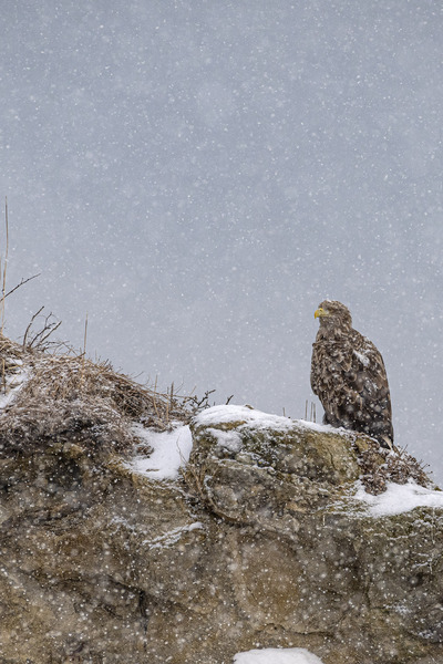 画像: オジロワシ