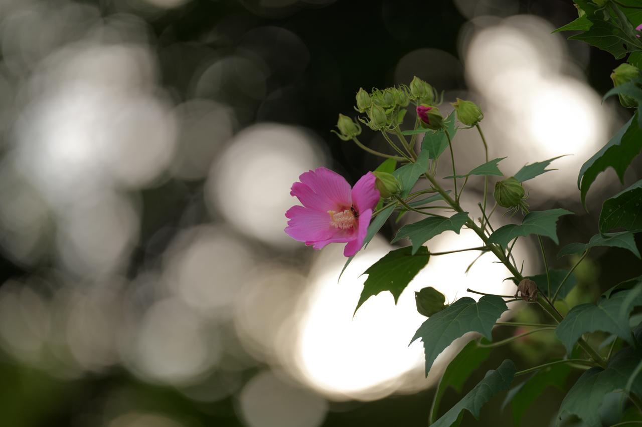 画像: 大きく穏やかで、周辺までさほど口径食を感じない玉ボケ。さらにAFも俊足で実に心地よく、安心して使えるレンズだ。 ■絞りF2.0　1/640秒　プラス0.7露出補正　ISO80　WB:晴天