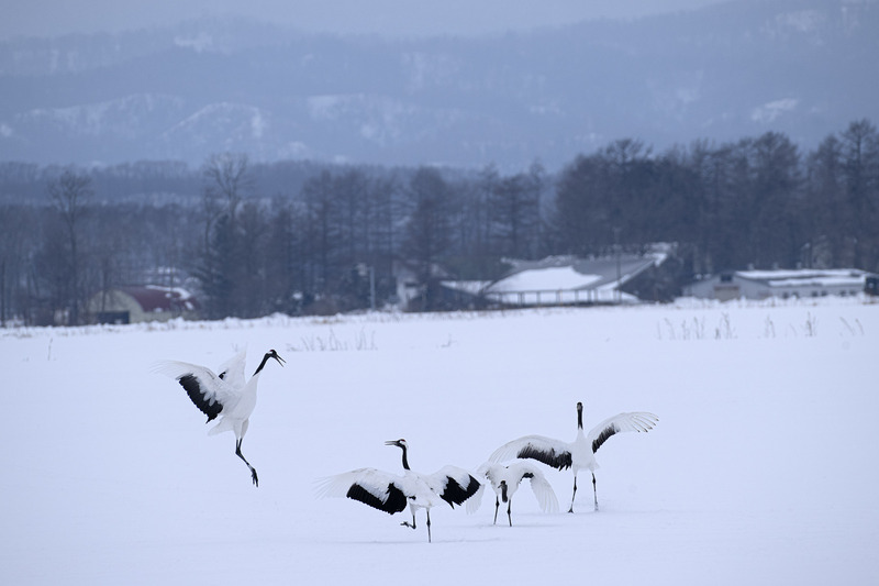 画像: 藤村大介さんと行く!「北海道極寒撮影会」の概要(藤村大介さんより)