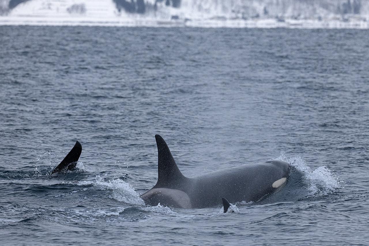 画像: 運が良ければシャチにも出会えます。