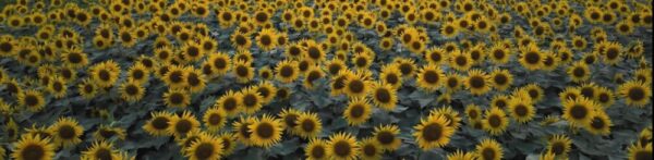 画像1: ⓒ山田久美夫