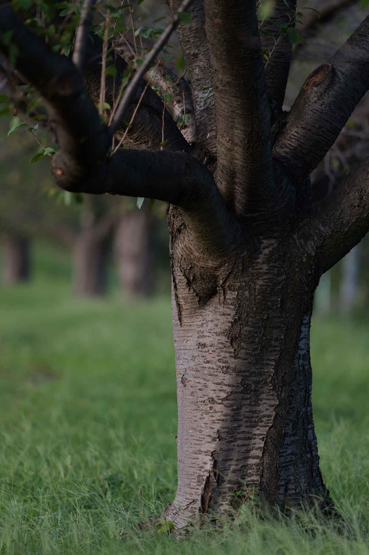 画像: さり気なく意地悪で難しいシーン。この質感はもちろん、四隅までクセのない立体感のある描写とボケ味。こんな描写は、どんな優秀な70−200mmF2.8でも実現できそうにない。これぞ単焦点レンズの醍醐味だ。 ■絞りF2.0　1/50秒　マイナス1.0露出補正　ISO1600　WB:晴天