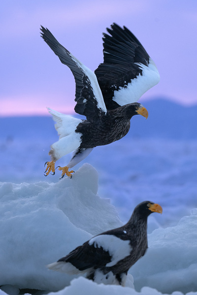 画像: オオワシです。天然記念物でもあり、絶滅危惧類(レッドリスト)でもある、とても貴重な鳥ですが、真冬の知床方面に行くと出会えます。下の氷は流氷です。この時は船からの撮影です。