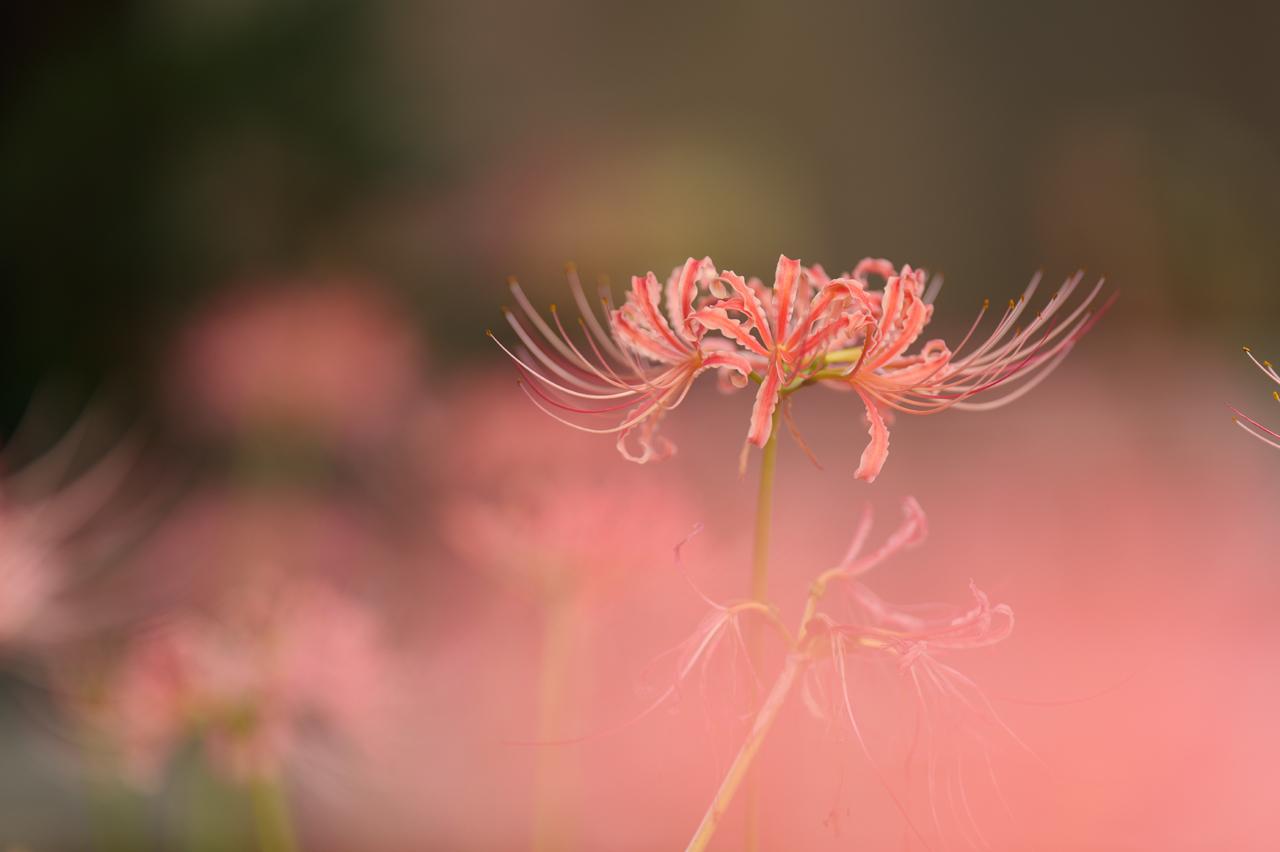 画像: キリッとした解像感と、画面周辺まで均一で大きく素直なボケの両立。これこそが大口径望遠レンズの醍醐味。しかも、大きな前ボケと200mmクラスならではの背景の整理のしやすさは、このような花の撮影にも威力を発揮する。これでもう少し寄れれば…とは思うけど。 ■絞りF2.0　1/250秒　ISO200　WB:晴天