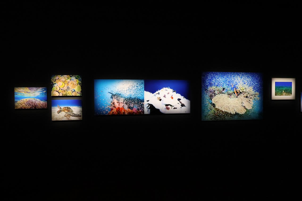 画像1: ⓒ藤川智之