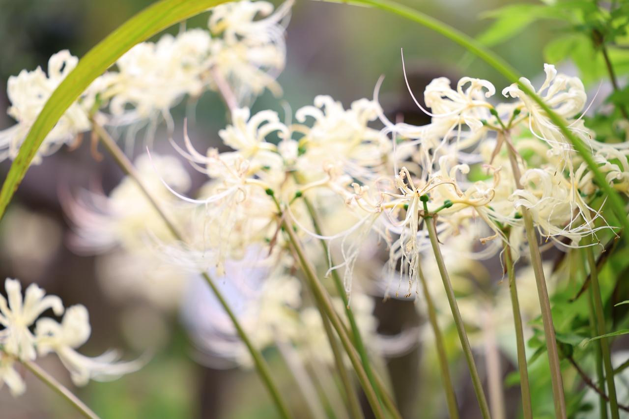 画像: ■キヤノン　EOS C50 　RF70-200mm F2.8 L IS USM Z　絞りF2.8　1/500秒　ISO160　WB:オート