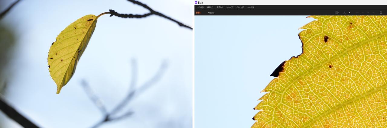画像: 見上げた高さにある落葉間近の一葉を透かし気味の光線で。撮影後の再生画面を確認した際に手応えを得ていたのですが、パソコン画面で展開(Imaging edge VIEWERで拡大　画像右）すると、迷路のような葉脈をくっきりと捉えらえています。これぞＧマスターの真骨頂。 ■絞りF2.8　プラス1.7露出補正　ISO125