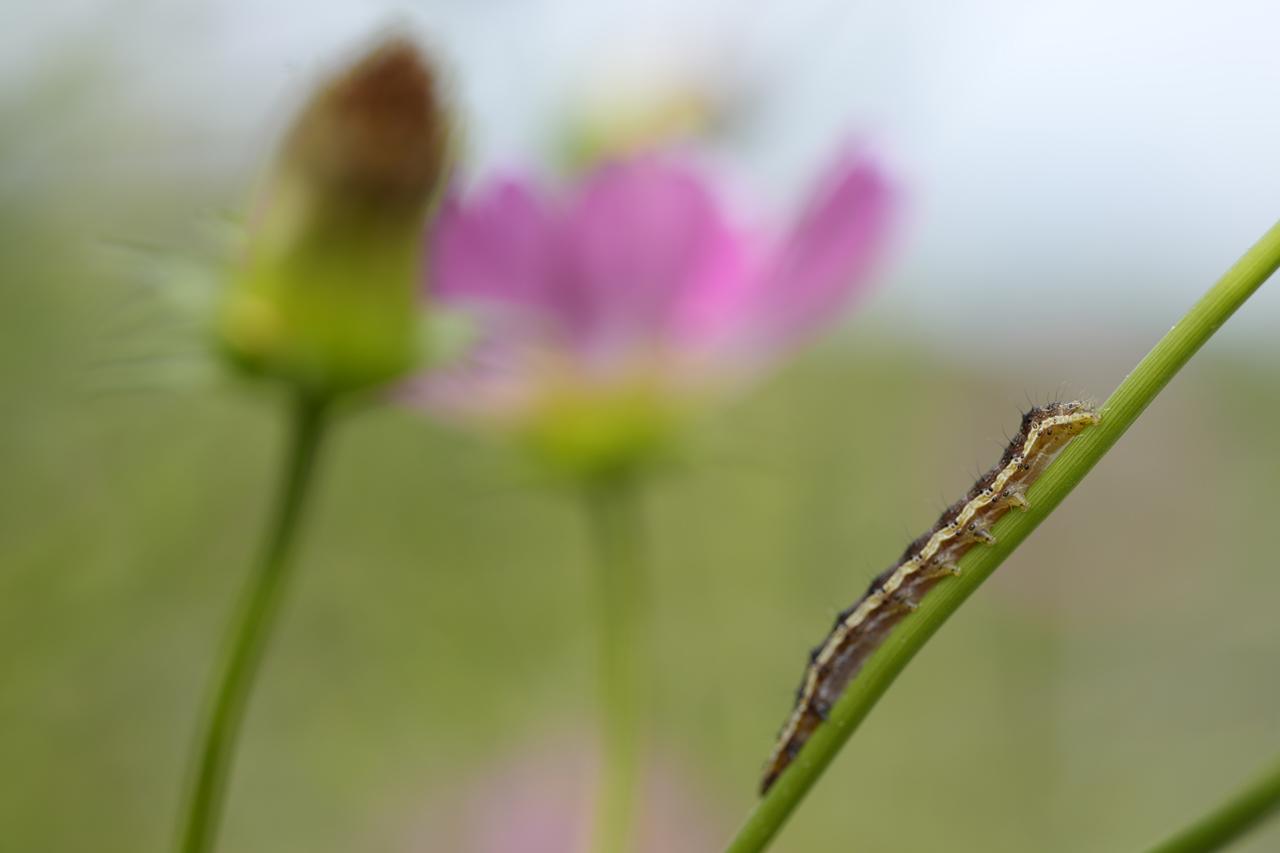 画像: 背景でキレイな花がとろけるようにボケていたとしても、被写体の生々しさが画面を支配していまいますね。…このテの被写体が苦手な人は、夢に出てしまったらごめんなさいね。 ■絞りF5.6　プラス0.3露出補正　ISO125