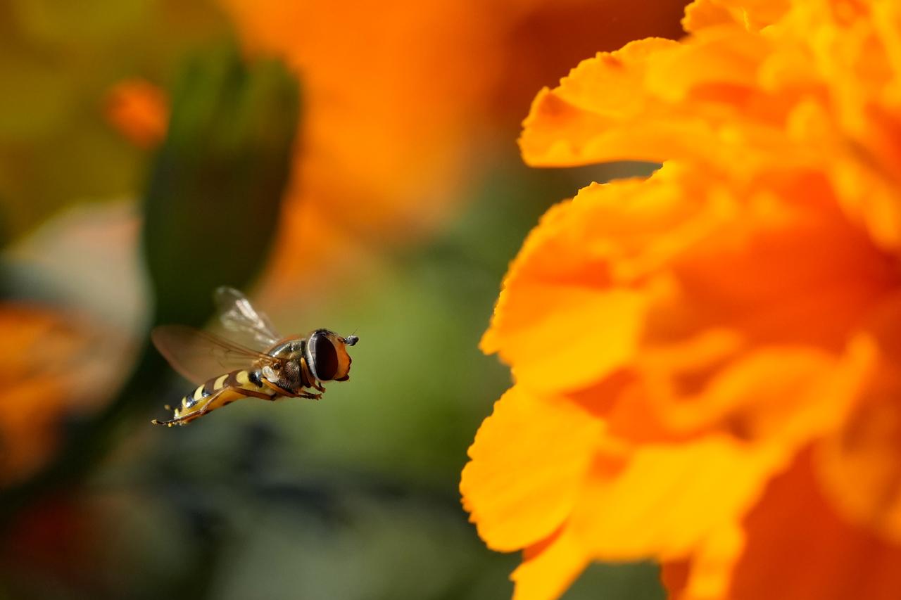 画像: アブの飛翔をクロップでとらえました。以前は多点測距の一眼レフで結構撮ったシーンなのですが、腕がすっかり鈍り寄り切れません。でも、被写体検出＆トラッキングAF＆プリシャッター撮影＆Gマスターレンズの描写力さらにトリミングで体裁は整ってしまうものですね。 ■絞りF5.6　1/1600秒　ISOオート