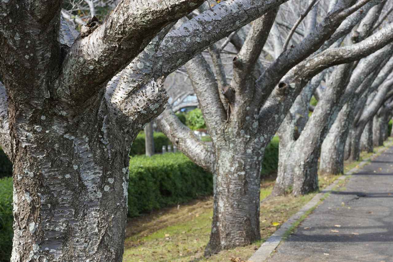 画像: 手前数メートルから奥までの構図ですが、絞りをF11で撮影、ピントを合わせた樹皮の描写はリアルで手で触った時の触感が想像できそうなほど。ボケとなった部分も柔らかく画面に自然な奥行を感じさせます ■絞りF11　マイナス0.3露出補正　ISO400