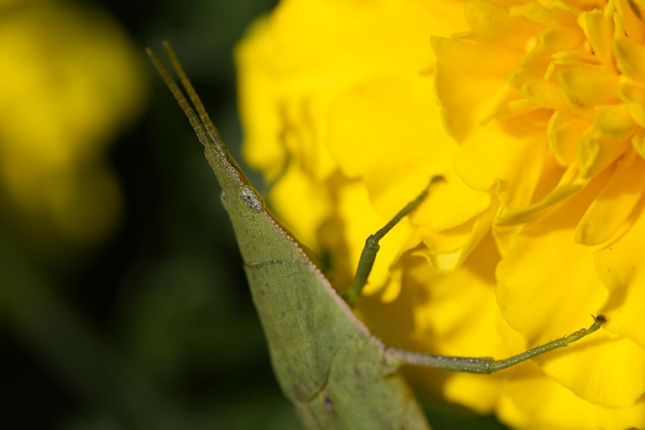 画像: 最短距離付近で撮影できたので等倍以上の撮影倍率は稼げているはず。拡大すると太陽光を受けてキャッチライトのように光る一部の複眼レンズも確認できます。 ■絞りF5.6　プラス0.3露出補正　ISO400