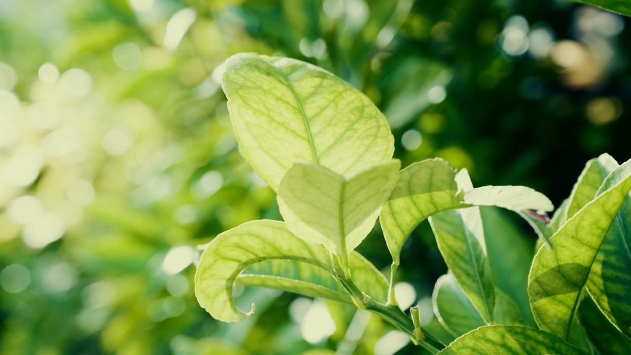 画像: ※ニコン ZR　動画から切り出し