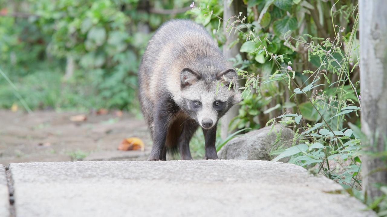 画像: ※キヤノン　EOS C50 動画から切り出し