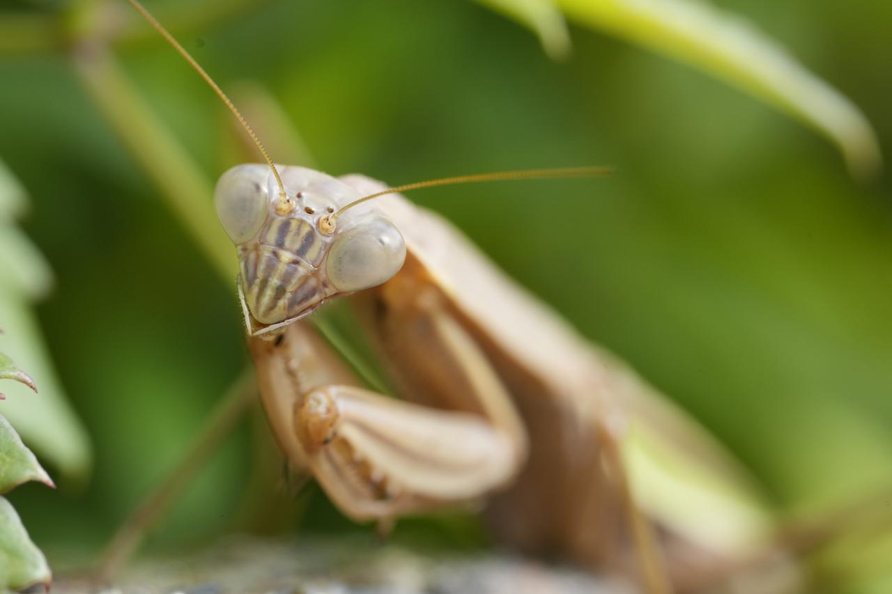 画像: 撮れと言わんばかりのカマキリ。コントラストが低く白っぽい複眼でしたが迷わず瞬速でAFを合わせに行っていたのは感心しました。 ■絞りF4.0　プラス0.3露出補正　ISO125