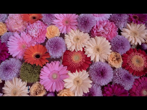 画像: ニコン ZRの4倍スローモーション動画と、シネマティック動画モードの作例動画 レンズ：NIKKOR Z 24-70mm f/4 S　すべて手持ち撮影 youtu.be