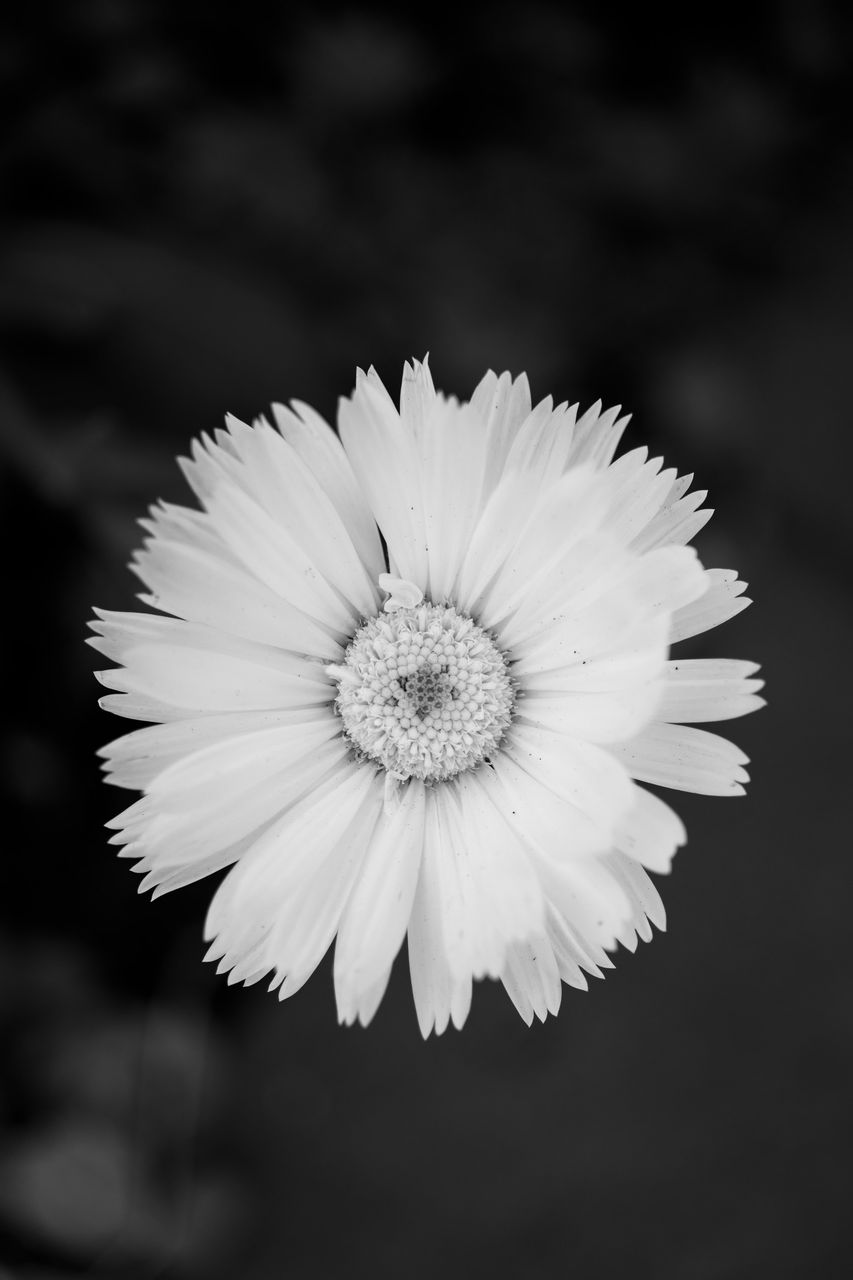 画像: ディープトーンモノクロームでパチリ。芯があるけれど僅かに滲むその塩梅がとても良い感じ。ピント面から僅かに外れたところがキレイに滲んで、すごく好き。AFレスポンスが良いから撮影が捗りましたよ。■シャッター速度優先AE(F2.1 1/640秒) プラス1.7露出補正 ISO180