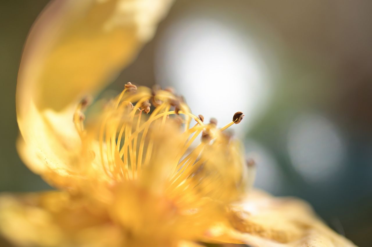 画像: 風が強かったので堪らず1/1000秒に。ほぼ至近端で少しイジワルな撮り方をしていますが、ハイライトエッジの色付きがよく抑えられていて良いね。ちなみに、ニコンは実効絞りなので、至近端近辺だとF3.5でも開放から1/3段しか絞ってません。開放F2.8の一般的なマクロレンズだと至近端では開放F5.6になるから、本レンズの開放F1.7ってのは威力がデカいね。 ■シャッター速度優先AE(F3.5 1/1000秒) プラス1.3露出補正 ISO100