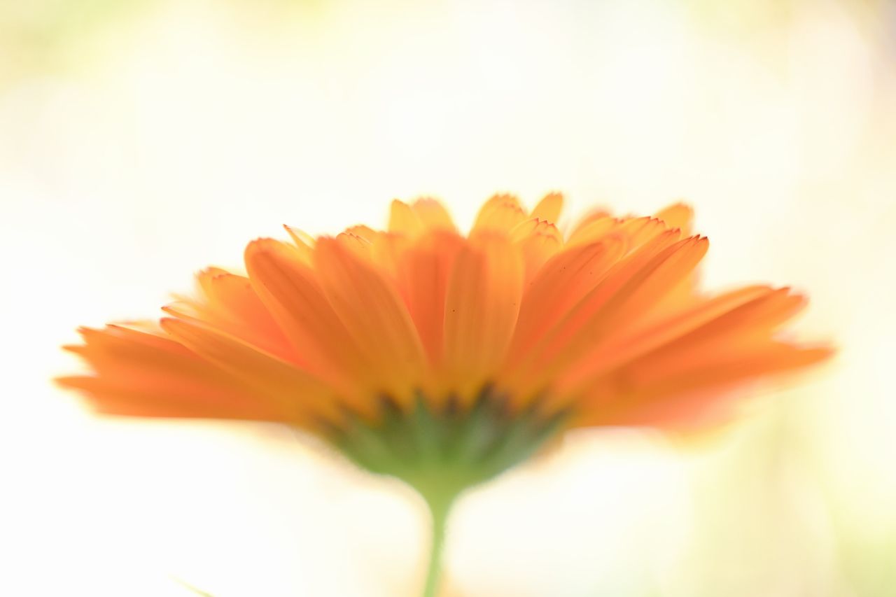 画像: 重さ以外にAF動作も軽やかなので、色んな撮り方にチャレンジしたくなるところがニジュウマルです。APS-Cフォーマットのマクロレンズで一番好き、まである。接写時の写りも素晴らしいね。 ■シャッター速度優先AE(F2.4 1/640秒) プラス1.7露出補正 ISO1000