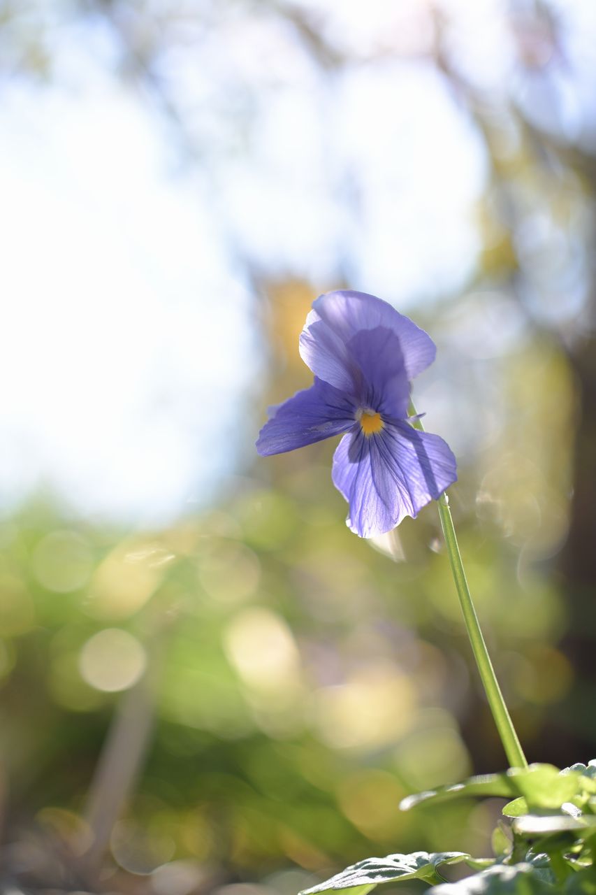 画像: 逆光だと微妙にフレアっぽいかな? という気がしなくもないけれど、自然で良い感じ。個人的にはフレアが軽く出るレンズが好きです。お仕事だと出ない方が助かるけれども、フレアが出てないとCGみたいで違和感を覚えちゃう。ちなみに、将来的にZを買ったら絶対に買うレンズに選出しました。コレとシグマの20-200mmが使えればそれで事足りそう。DXで使うなら16-300でも良いか。フットワークが良い機材の魅力ってもっと語られて欲しいよ。 ■シャッター速度優先AE(F2.5 1/640秒) プラス1.3露出補正 ISO100