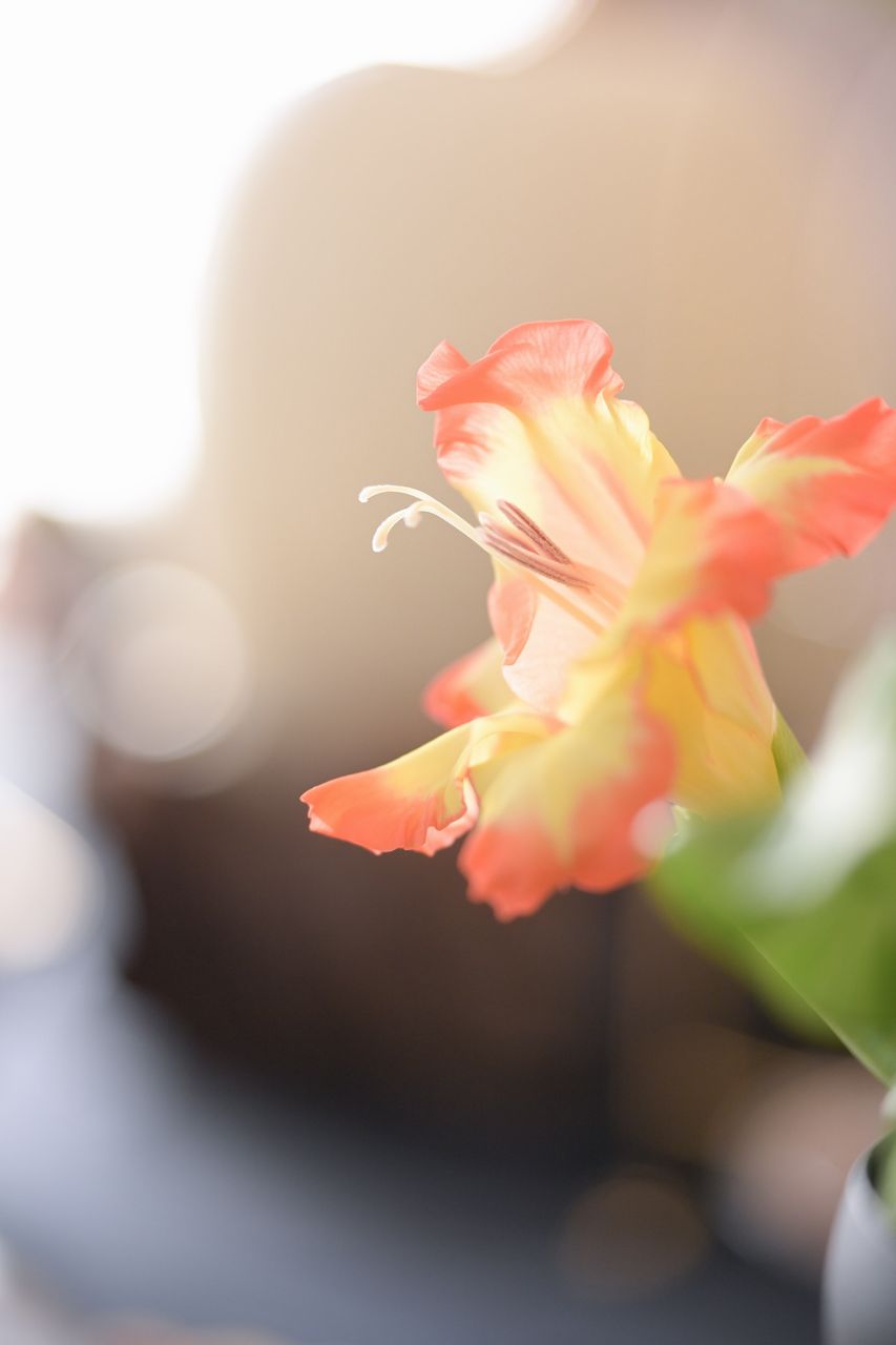 画像: タムロンレンズってボケが良い場合が多いのだけど、本レンズもそのひとつ。柔らかくて良いね。撮ったの10月中旬ってこともあって、コレ撮った時の詳細な記憶はありません。おそらく不満は無かったんだと思う。 ■絞りF2.8　1/160秒　プラス1.0露出補正　ISO800