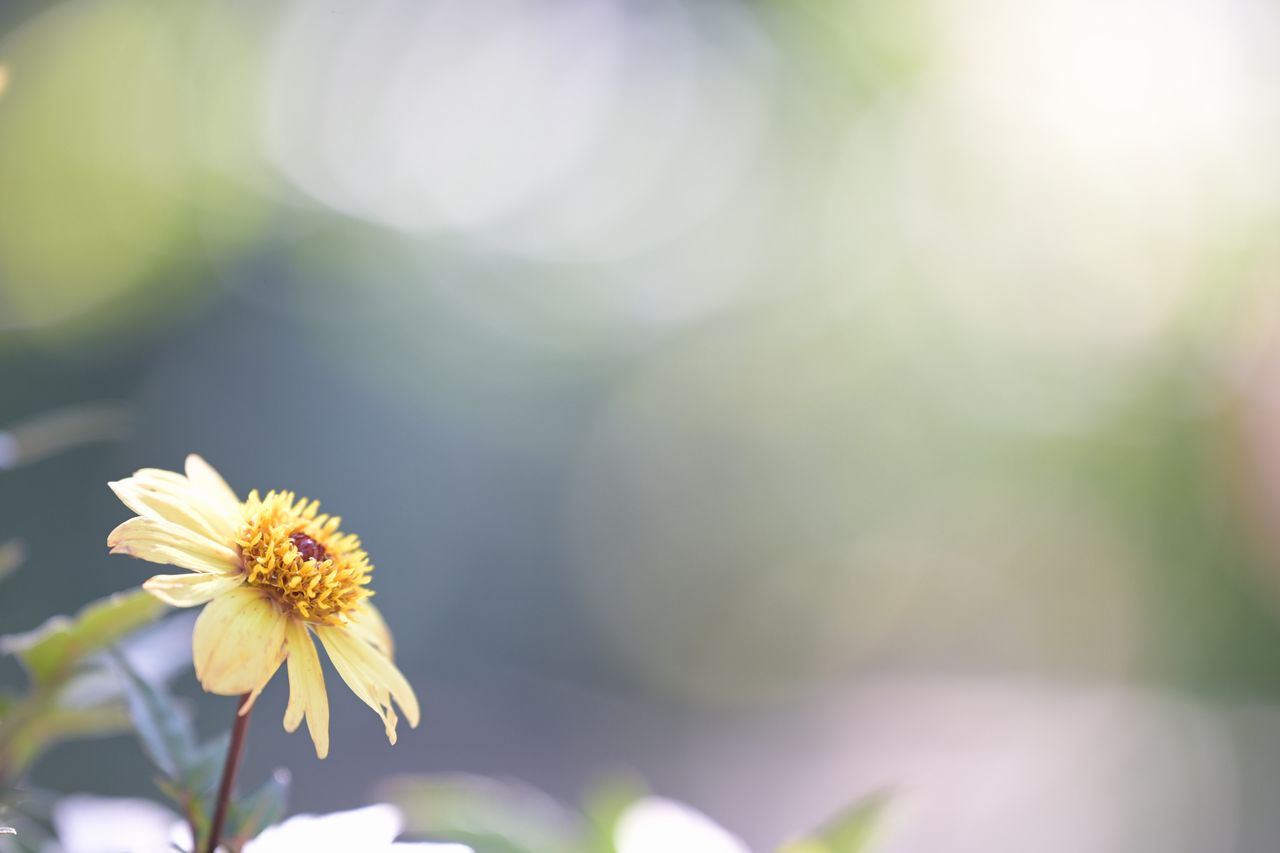 画像4: Lens Impression!
タムロン 70-180mm F/2.8 Di Ⅲ VC VXD G2　Zマウント　(Model  A065)　
●実勢価格：17万6000円（税込）
●photo＆text:豊田慶記