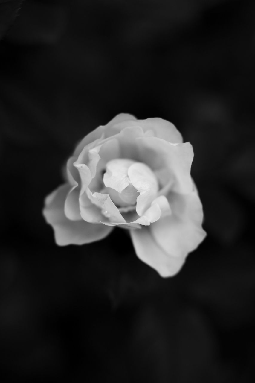 画像: 中望遠レンズで寄れるってのは、ホント楽しいんだよね。コレに慣れてしまうと寄れないレンズを使った時の不満が膨れ上がります。こういうシーンでのAFは、本文でも触れているとおりタムロンが激しく快適。でも写りはニコンが好きなんだよ…。何で買う気のあるインプレにしてるか？　ってーと、いくつか使いたいレンズがあるニコンに将来的に戻ろうかと思っていて。Zマウントのインプレでは自然と力が入っています。 ■絞りF2.8　1/160秒　マイナス1.0露出補正　ISO200