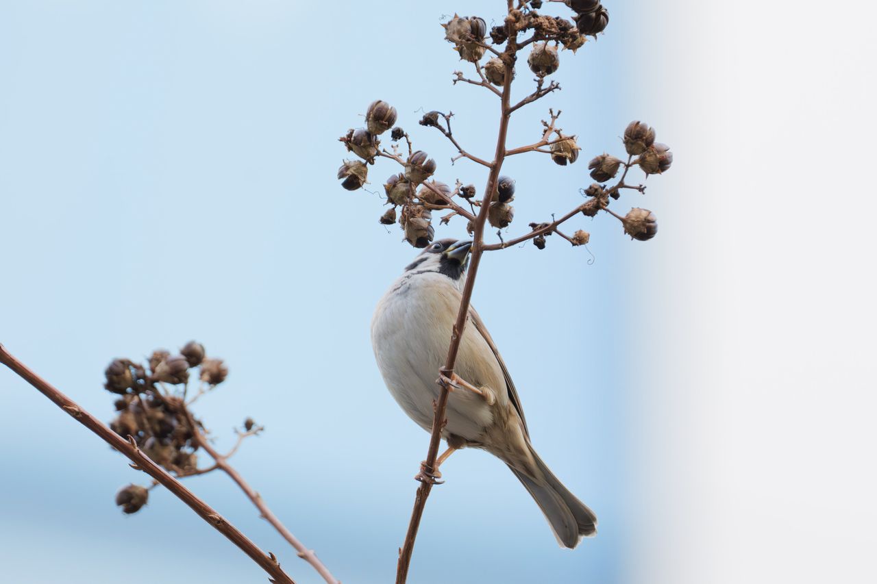 画像: レンズ性能とは違うのだけど、鳥認識の実力はソニーと比べちゃ駄目だとは思いました。控えめに言ってもα7C Ⅱの方がかなり上だな。超望遠レンズが登場すると、システムとしての実力が問われるからね。 ■絞りF7.1　1/6405秒　プラス2.0露出補正　ISO3200