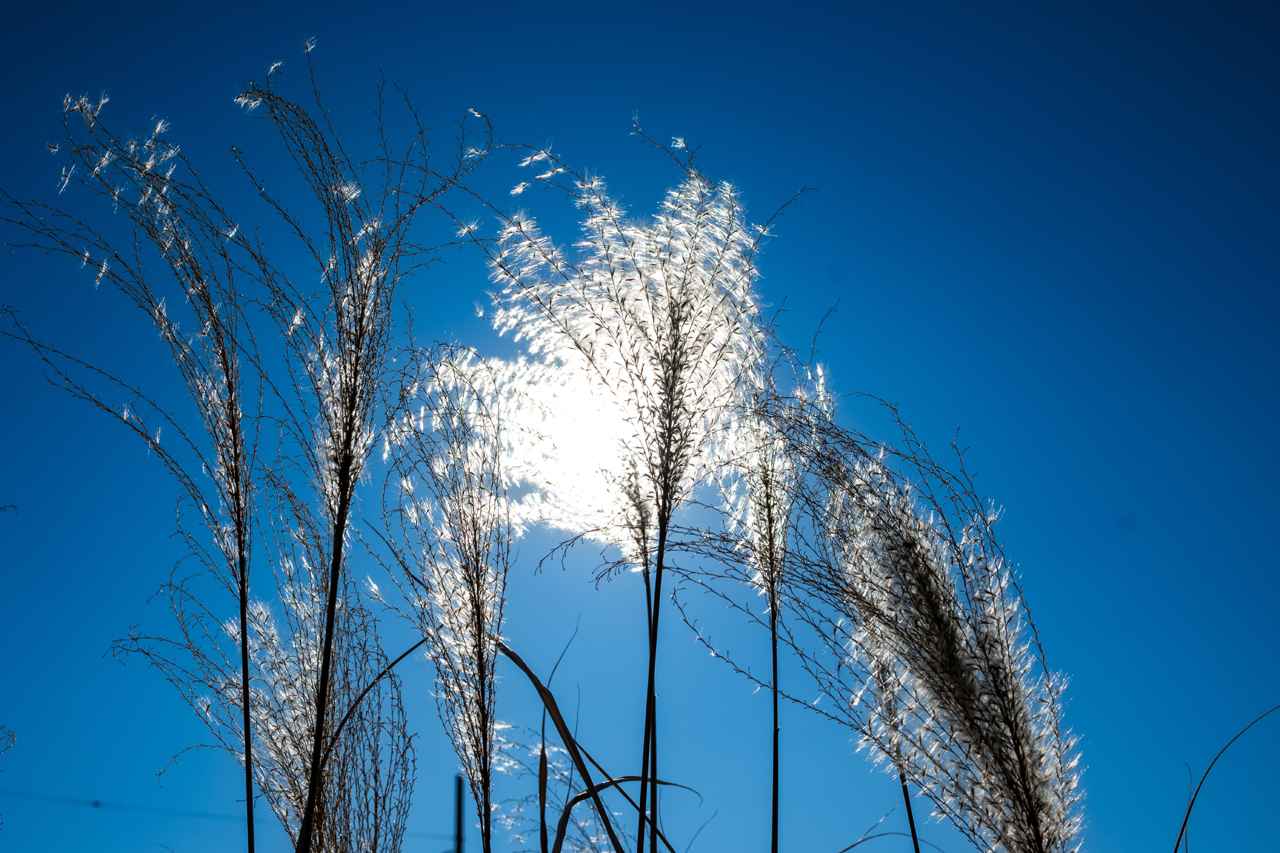 画像: 太陽をススキで少し覆い、撮影してみます。レンズには厳しい条件ですが、シャープネスは損なわれませんね。 ■プログラムAE（F8　1/1600秒）プラス0.3露出補正　ISO100　※16mm時