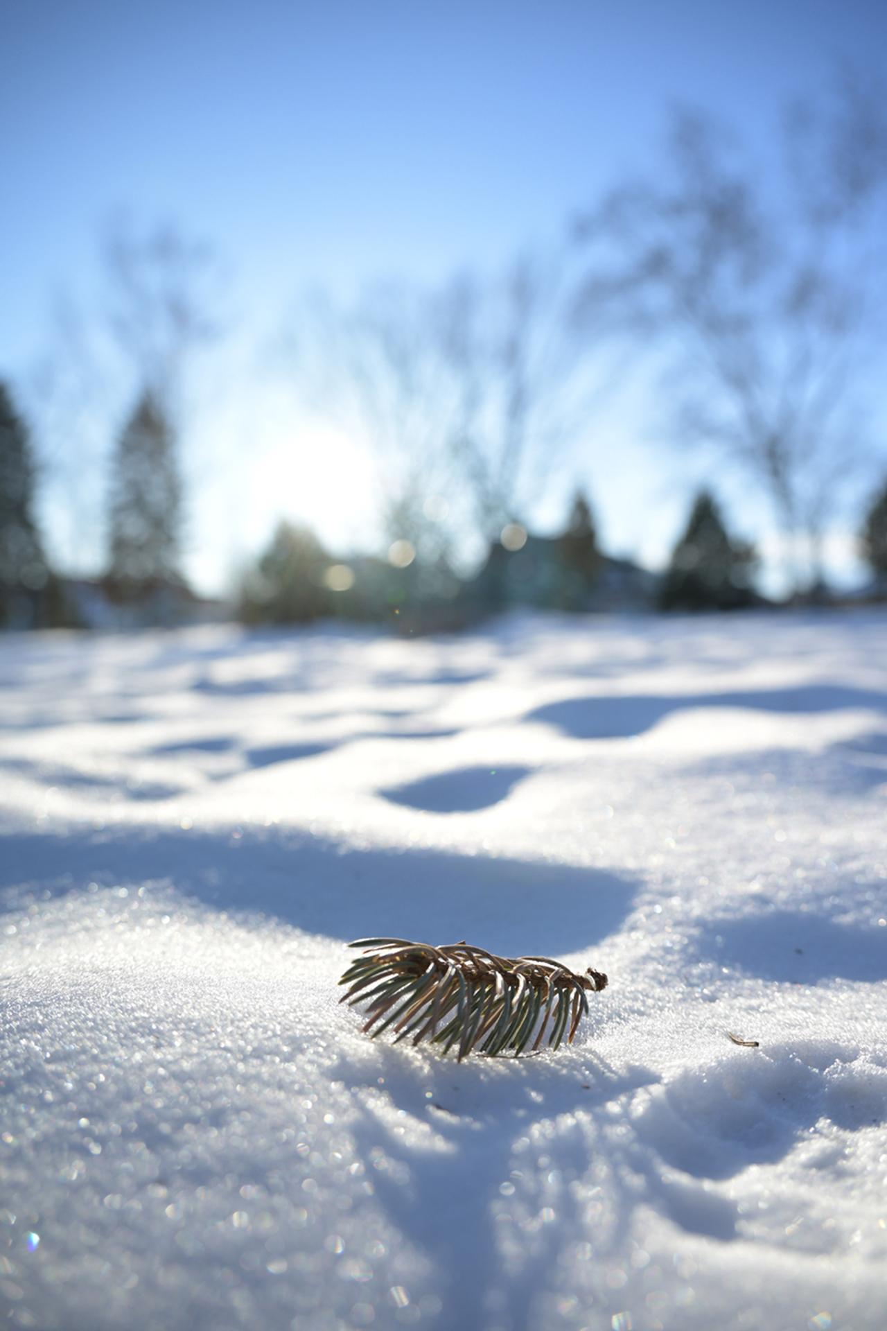 画像: 多少イジワルしていますが、逆光でもクリアに写るし、強めの斜光線でもフード無くて良さそうな感じではありました。だからこんなゴツいフードじゃなくて良いんじゃね？　と思った次第。このショットの時は、車の外気温計でマイナス7℃。マイナス16℃でも撮ったけど、問題ないね。内部のエアフローが良いのかな？　熱衝撃与えても曇りが早く引く感じがあります。 ■絞りF9.0　1/320秒　マイナス0.3露出補正　ISO100