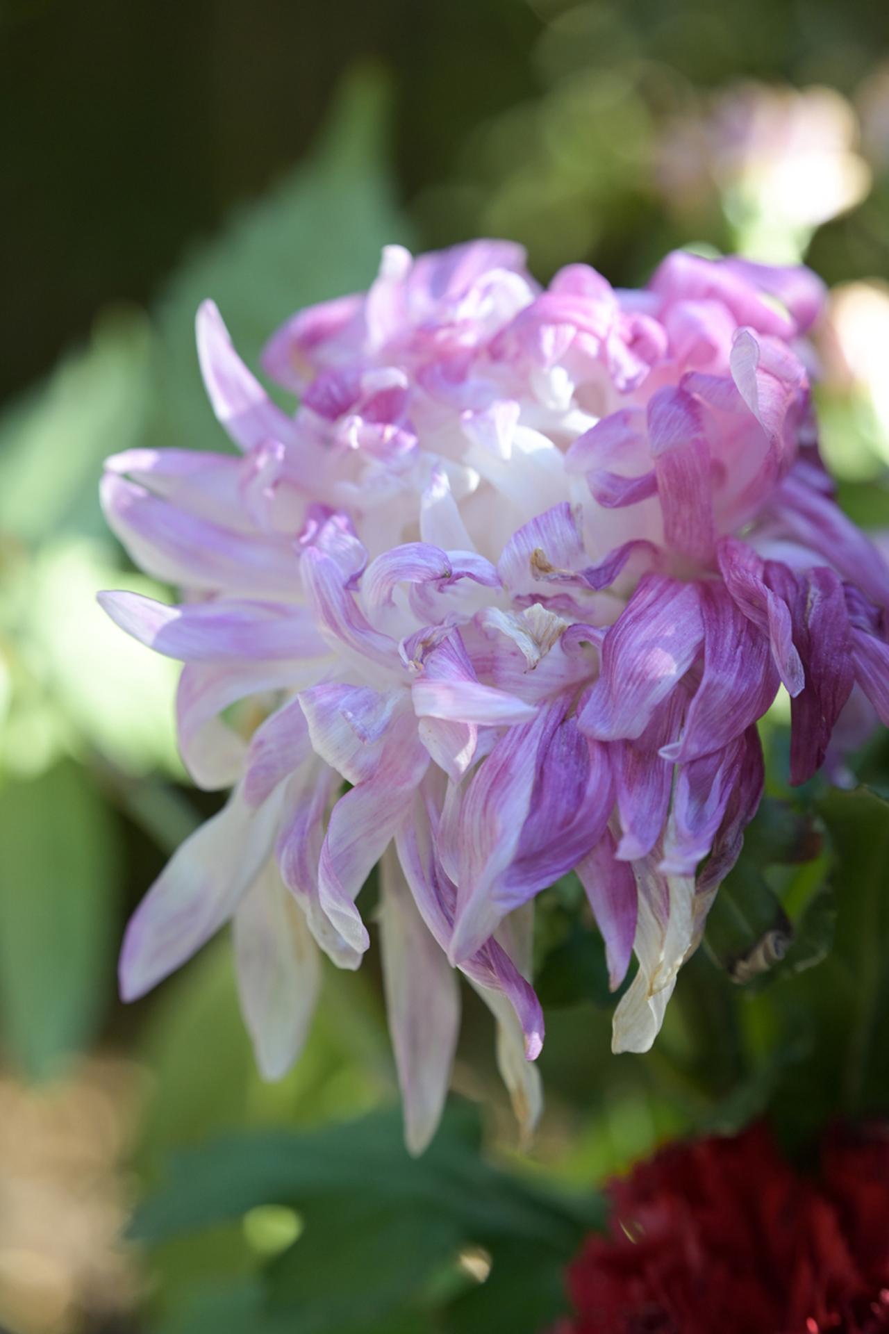 画像: 明るさで頑張っていないというか無理していないせいか、素直で良い感じの描写性に感じられました。寄ってヨシ、引いて良し。STMもね、動作がもっと野暮ったいかと思ってたけど、結構スコスコとレスポンスしてくれて良い。AF-Cで撮ってるとチャタリング音は少しするかな。 ■絞りF6.0　1/160秒　ISO100