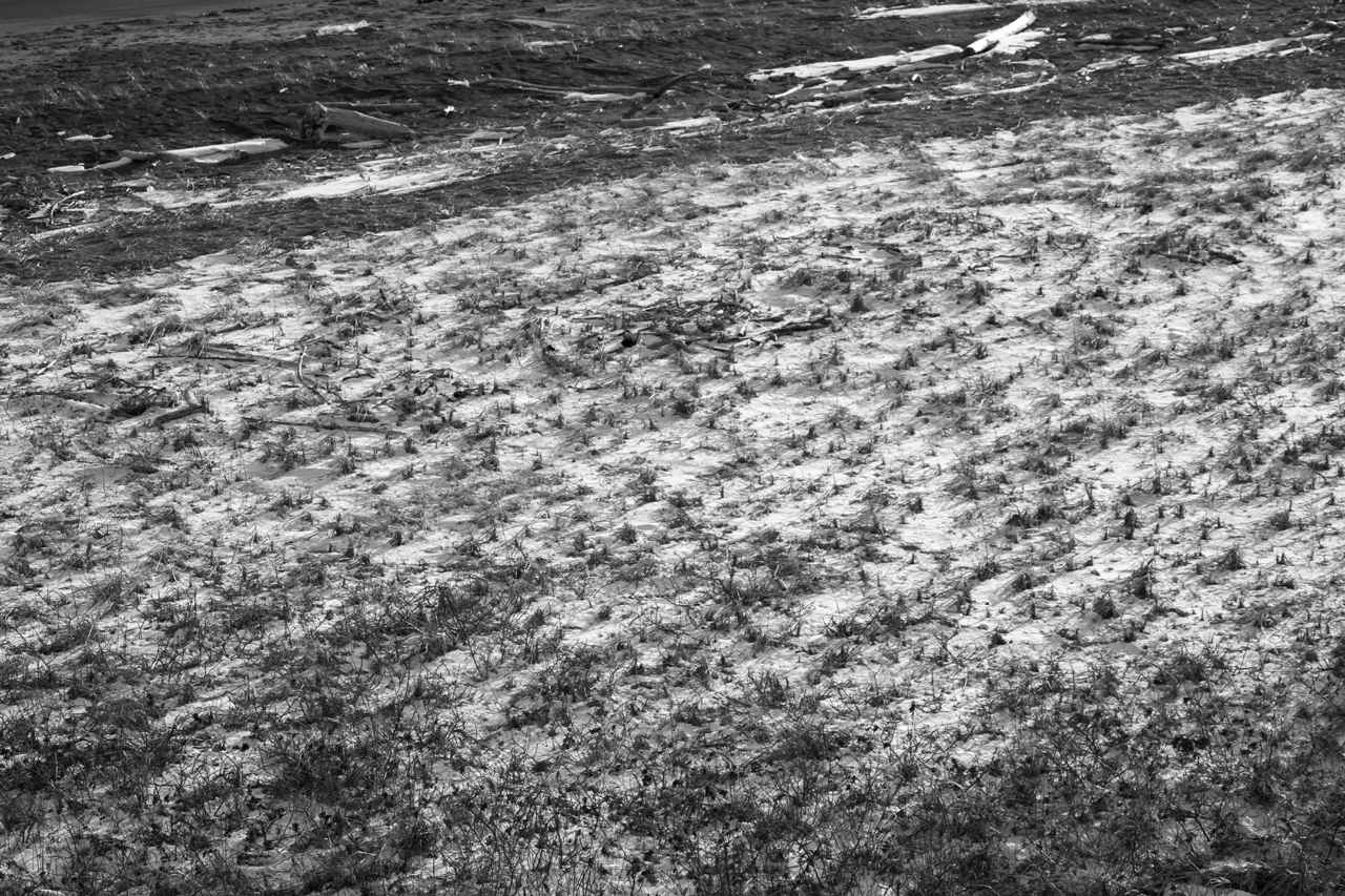 画像: シビアな事を言えば、こういう撮り方（ピント面に対して、対象が奥行き方向に斜めに寝ている）する場合にはもうちょっと絞りたいです。ピントの幅から外れたところがちょっと汚く見える場合があるから。その意味で、日中でもISO100運用はしない方が良いのかもね、という使い方の最適化考察。 ■絞りF7.1　1/800秒　マイナス0.3露出補正　ISO100