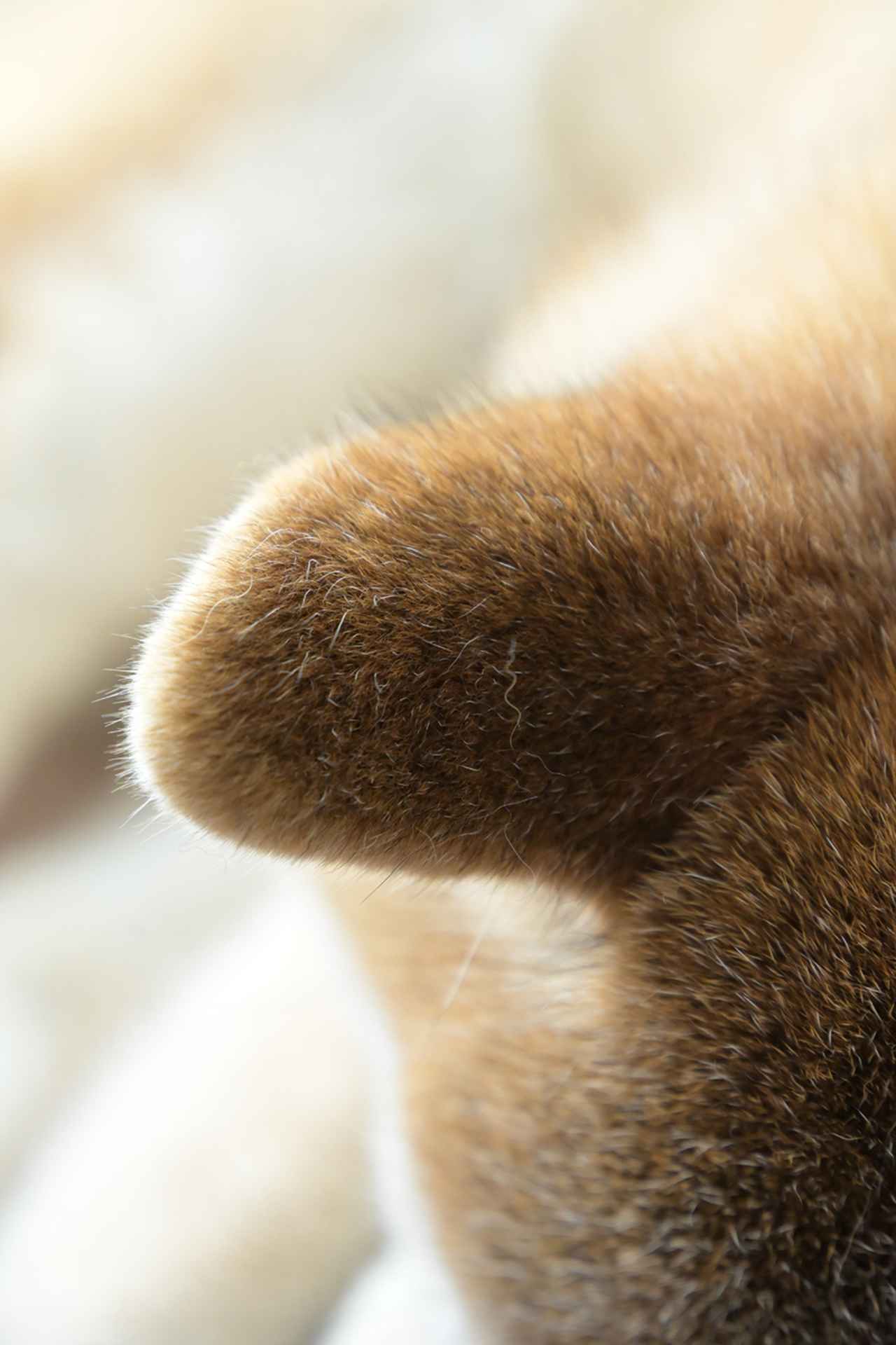 画像: 柴犬さん（リアル）の耳です。ちょっと暗い方が、こういう撮り方した時にピントが薄すぎる問題に遭遇しにくいので扱い易いね〜。ナンデモカンデモ絞りを開けて撮ってると、ボケた部分を脳内補間（通常は勝手に動作します）させながら鑑賞せにゃならん場合もあって、そういう写真を沢山見ていると頭が疲れちゃうから。そういった意味でもナンテこと無いスペックのズームで撮るのはユーザーフレンドリーでありますね。本レンズの話題からはズレるけれど、マイクロフォーサーズの絵が見易いってのはそういう部分もあるよね。 ■絞りF7.1　1/250秒　プラス1.0露出補正　ISO4500