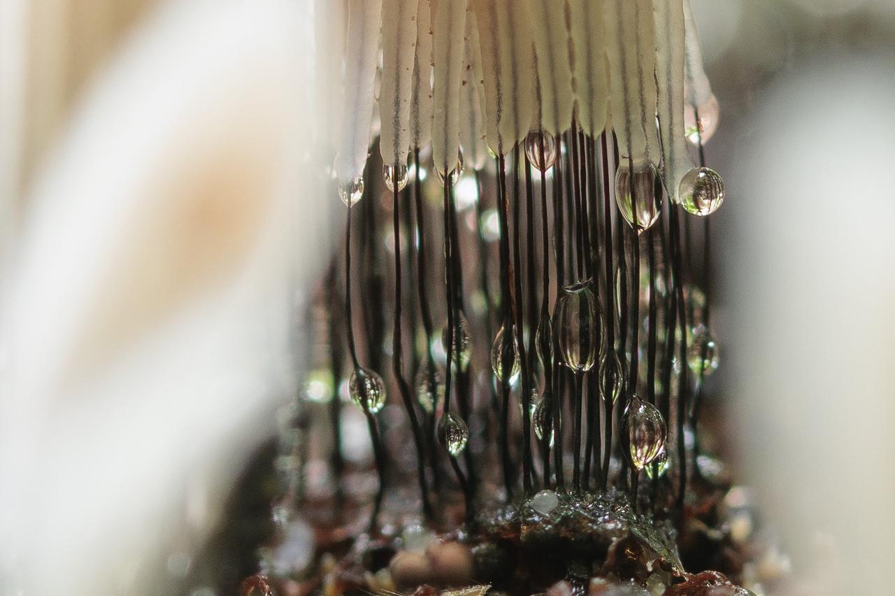 画像4: Ⓒ岩木登