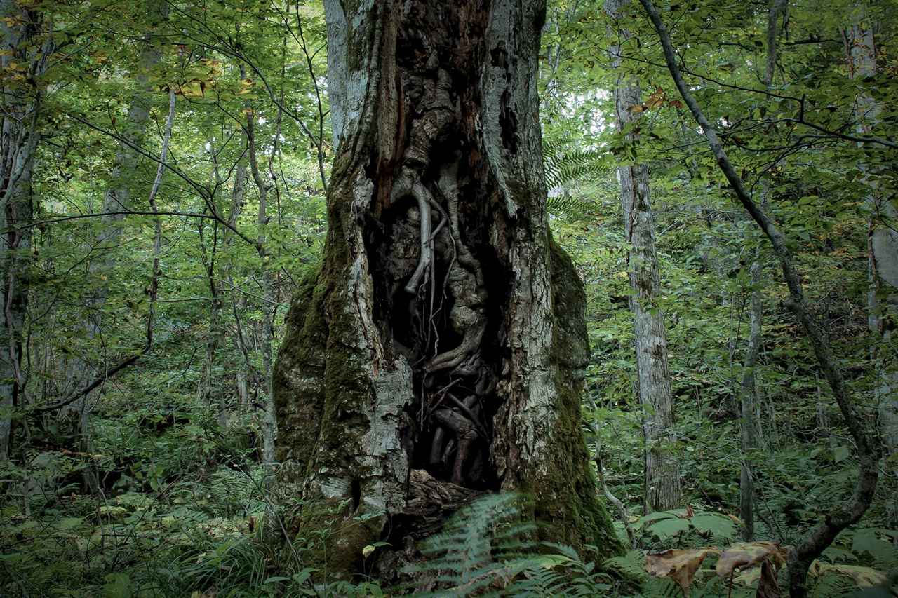 画像3: Ⓒ岩木登