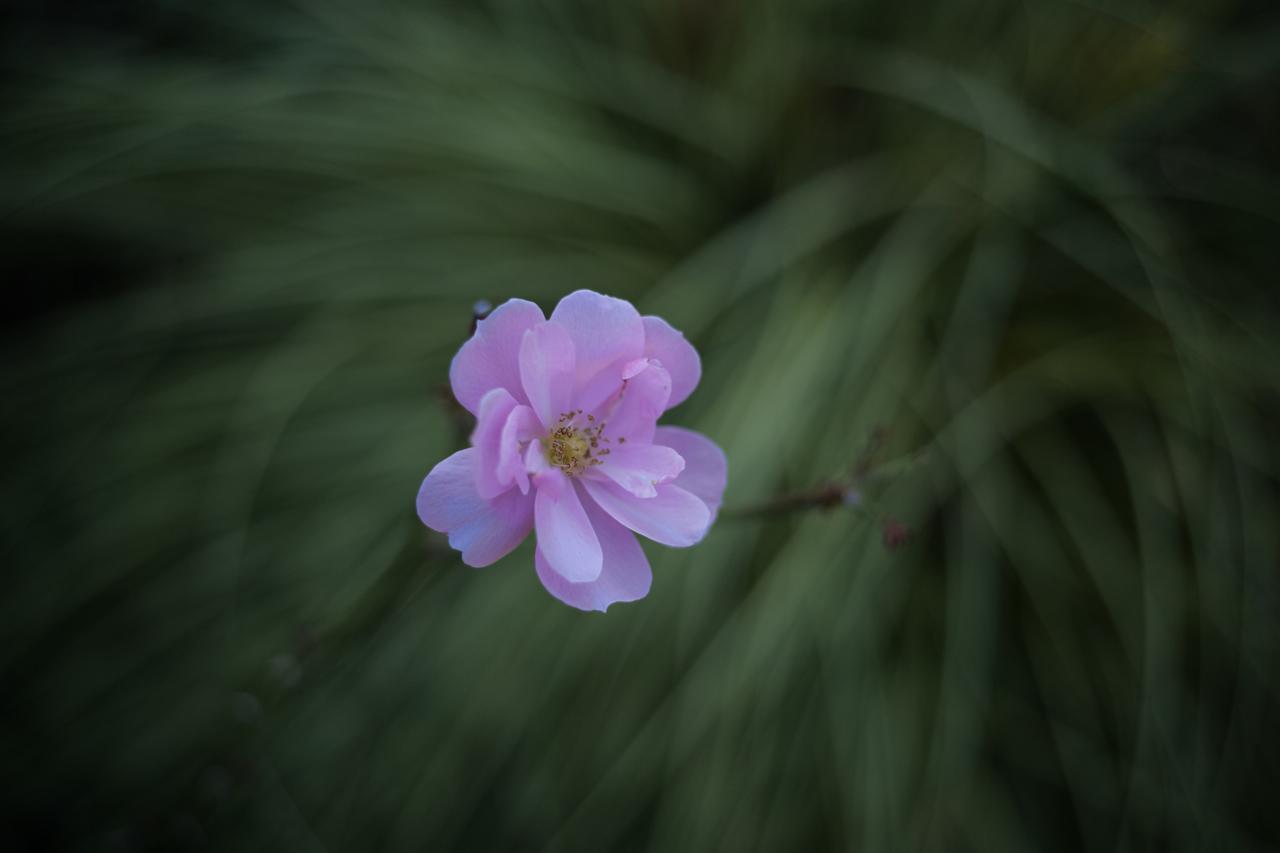 画像: パナソニック LUMIX S5　マウントアダプター SHOTEN LM-LSL M Ⅱ　コシナ ULTRON VintageLine 35mm F2 VM Type I　絞り優先AE　　■絞りF2.0　1/1600秒　マイナス1.0露出補正　ISO400　WB:オート（Photo：豊田慶記）