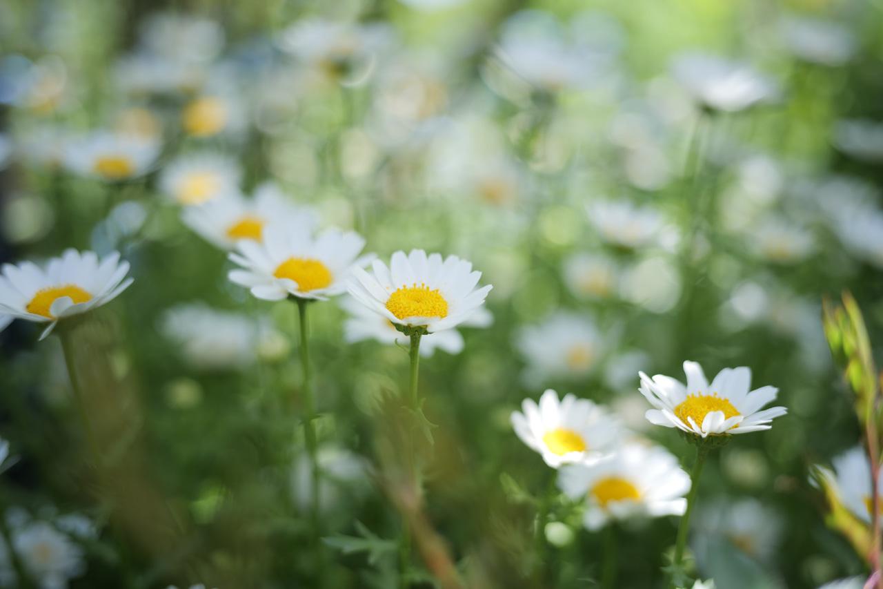 画像: パナソニック LUMIX S5 マウントアダプター SHOTEN LM-LSL M Ⅱ　コシナ Voigtlander COLOR-SKOPAR 35mmF2.5 P Ⅱ　絞り優先AE　■絞りF2.5　1/200秒　プラス0.7露出補正　ISO100　WB:オート（Photo：豊田慶記）