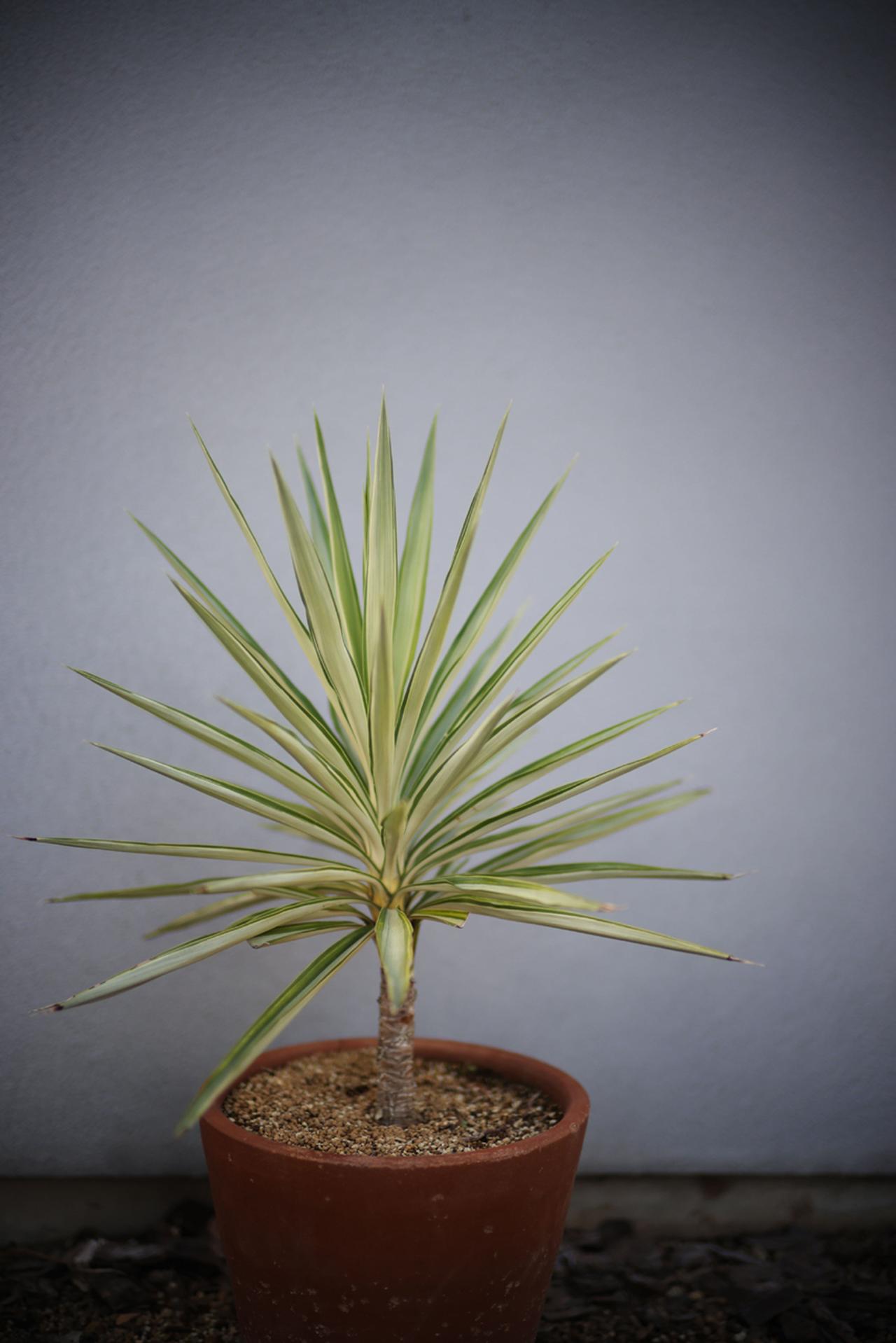 画像: キヤノン EOS R5　コシナ Voigtlander NOKTON 50mm F1.0 RF-mount　■絞りF1.0　1/1600秒　マイナス0.3露出補正　ISO100　WB：オート　※ピクチャースタイル：ニュートラル（Photo：豊田慶記）