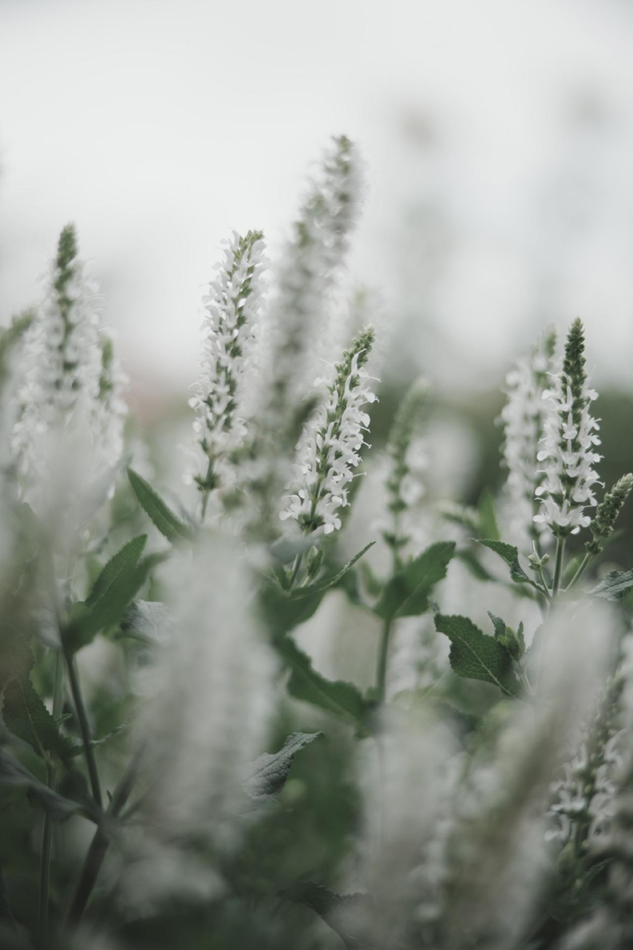 画像: ソニー　α1Ⅱ　絞り優先AE　■絞りF2　1/3200秒　ISO100　WB:オート（Photo：豊田慶記）