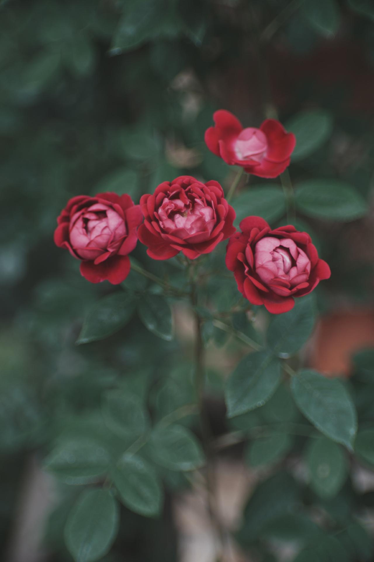 画像: ソニー α1Ⅱ　コシナ PORTRAIT HELIAR 75mm F1.8 E-mount　絞り優先AE　■絞りF2.2　1/400秒　マイナス1.3露出補正　ISO100　WB:オート（Photo：豊田慶記）