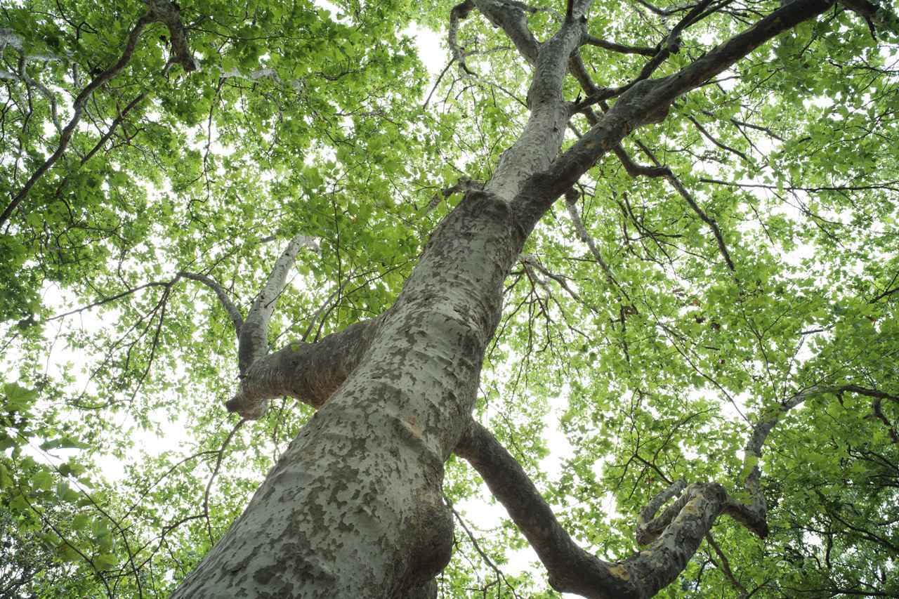 画像: パナソニック LUMIX S1 マウントアダプター SHOTEN LM-LSL M Ⅱ　コシナ Voigtlander APO-LANTHAR 28mm F2 VM　絞り優先AE　■絞りF2.0　1/125秒　プラス2.7露出補正　ISO500　WB:オート（Photo：豊田慶記）