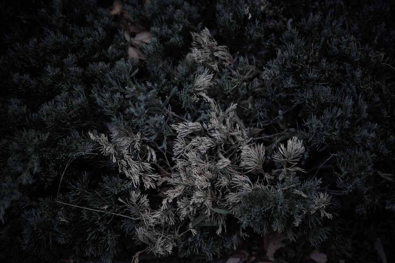 画像: ■キヤノン EOS R6 MarkⅡ　高輝度側・階調優先：する　■絞り優先AE（F1.2　1/80秒）　マイナス1.7露出補正　WB:オート　ISO200　※ピクチャースタイル：モノクロ（Photo：豊田慶記）