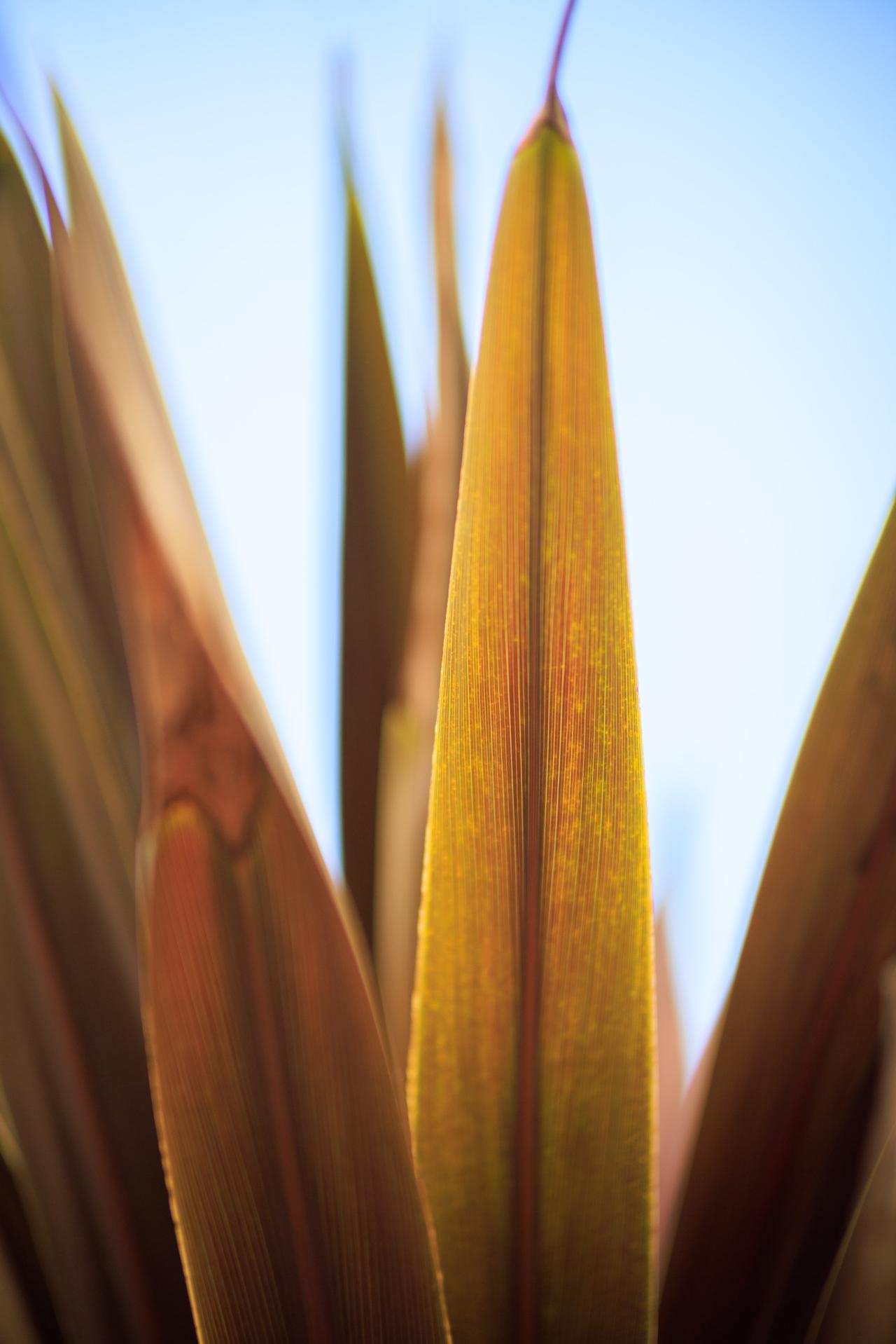 画像: ■キヤノン EOS R5　■絞りF1.4　1/1250秒　プラス1.3露出補正　ISO100　WB：オート　※ピクチャースタイル：ニュートラル（Photo：豊田慶記）