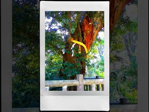 画像: ●ジダイヤル：2020　●度合い：10　●音声：環境音 youtube.com