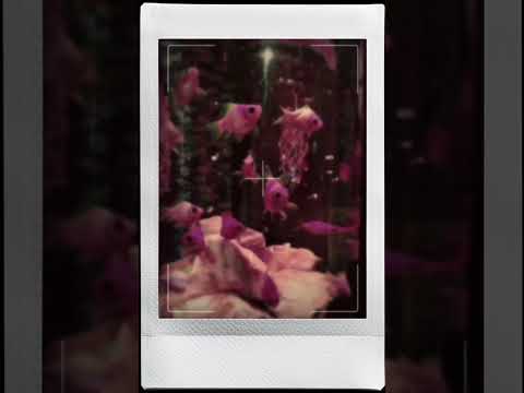 画像: 「instax mini Evo」アプリを使用して編集した動画　●ジダイヤル：1940　●度合い：10　●音声：環境音 youtube.com