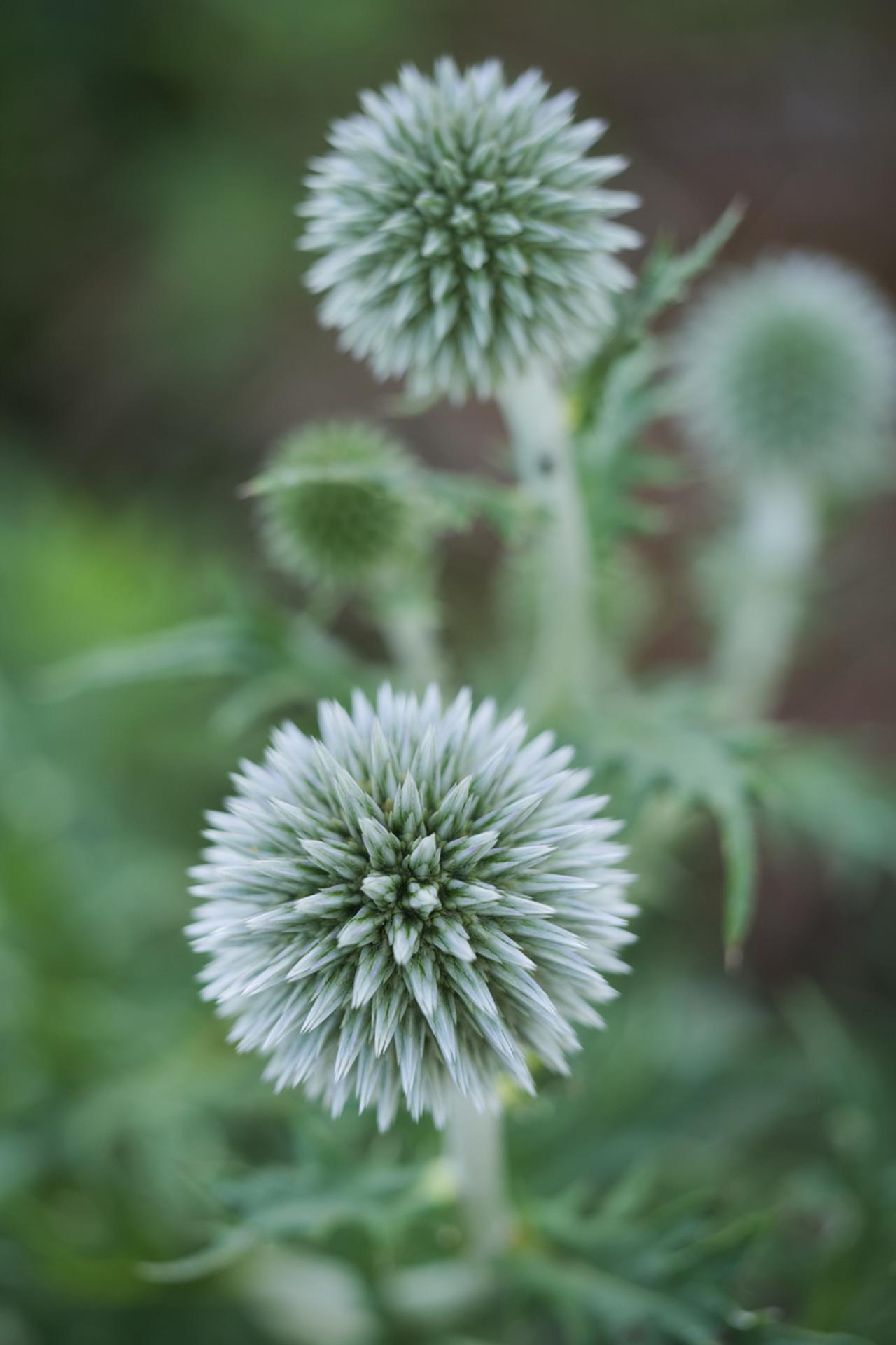 画像: ■撮影データ：パナソニック LUMIX S5 マウントアダプター　SHOTEN LM-LSL MⅡ　絞り優先AE　■絞りF3.5　1/125秒　ISO160　WB:オート　（Photo：豊田慶記）