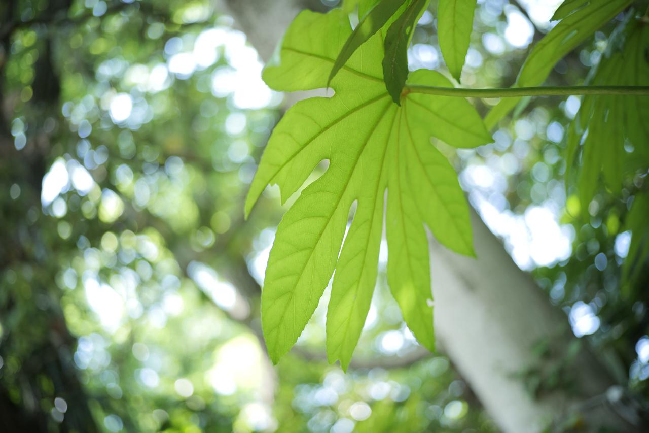 画像: ■撮影データ：パナソニック　LUMIX S5 絞り優先AE（F2.2　1/125秒）　プラス1.3露出補正　ISO400　WB:オート　※フォトスタイル：ナチュラル