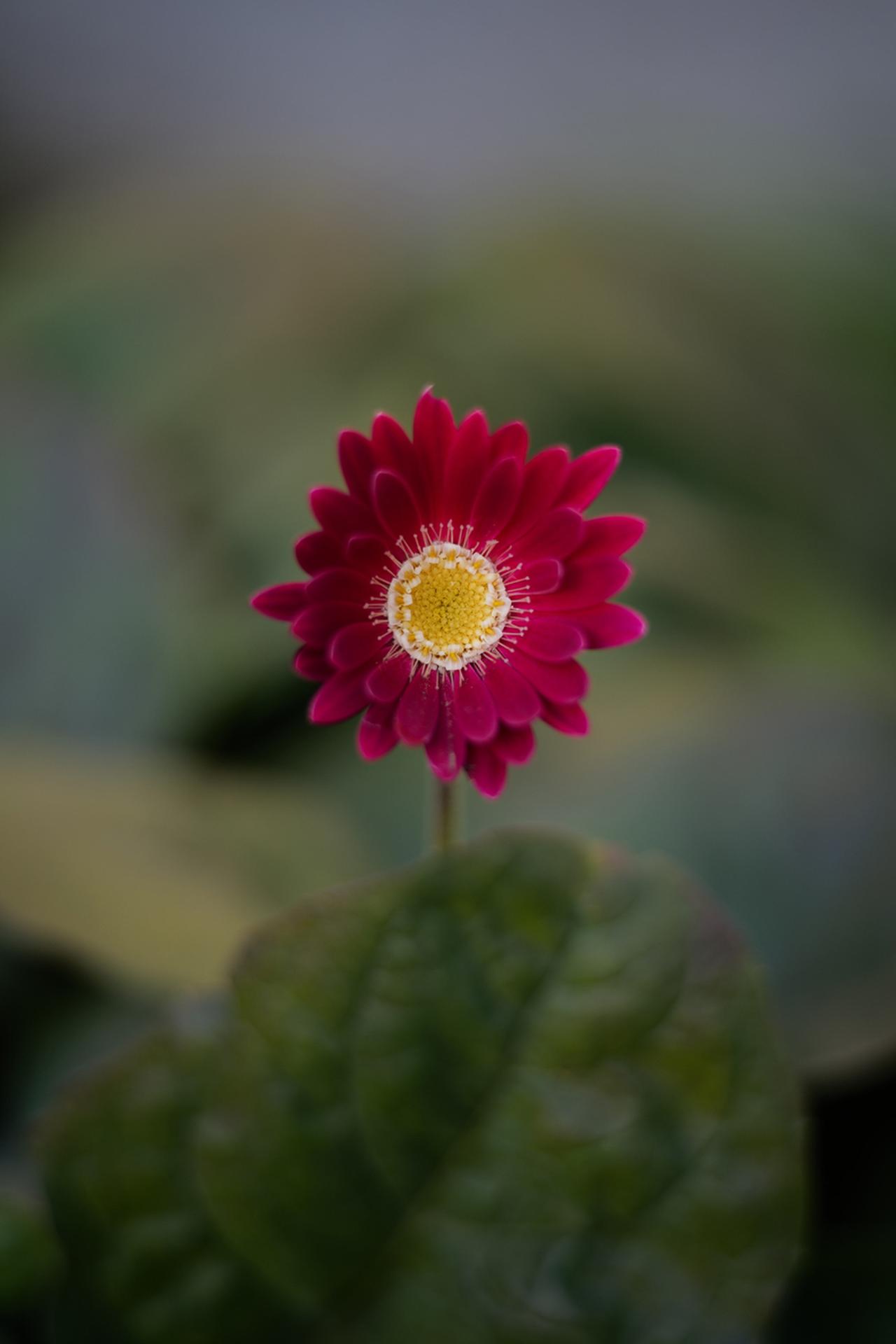 画像: ■撮影データ：パナソニック LUMIX S1　マウントアダプター SHOTEN LM-LSL M Ⅱ　絞り優先AE　■絞りF2.0　1/200秒　マイナス1.0露出補正　ISO100　WB:オート（Photo：豊田慶記）