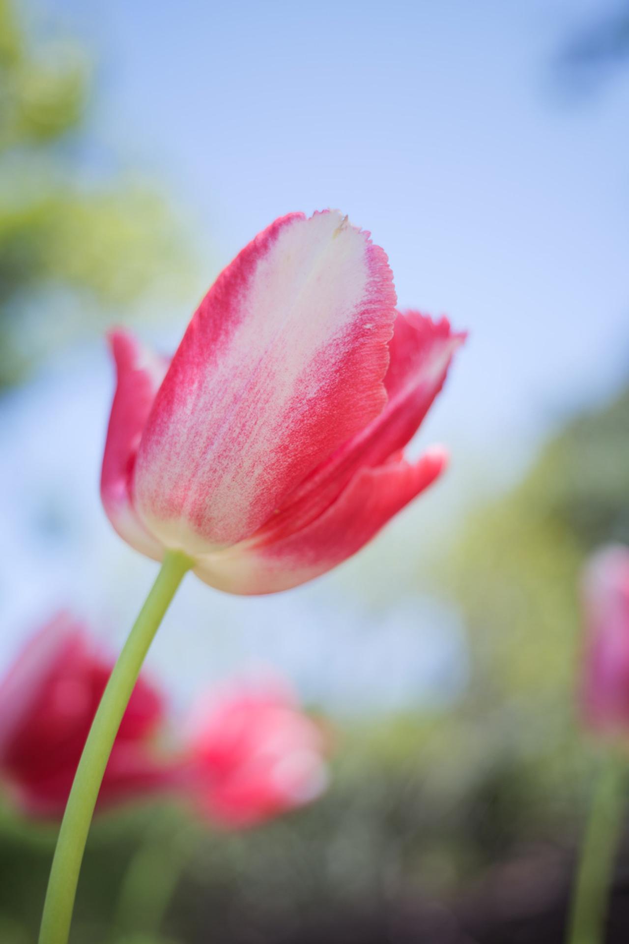 画像: ■撮影データ：パナソニック LUMIX S5 マウントアダプター SHOTEN LM-LSL M Ⅱ　絞り優先AE　WB:オート　■絞りF2.5　1/500秒　プラス0.3露出補正　ISO100　WB:オート（Photo：豊田慶記）